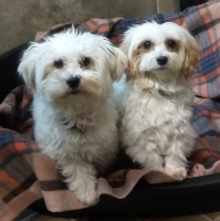 Bingo und Belinda