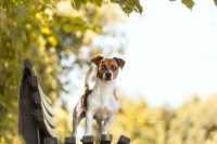 Snoopy