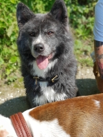 Suki