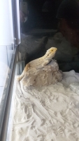 Bartagame 2