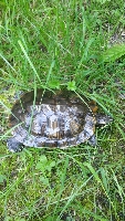 Wasserschildkröten