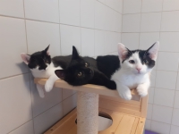 Gato, Geisha & Gina