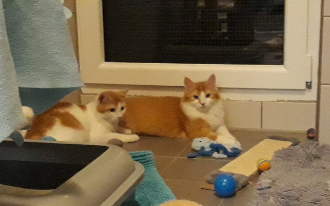 Speedy und Sumo