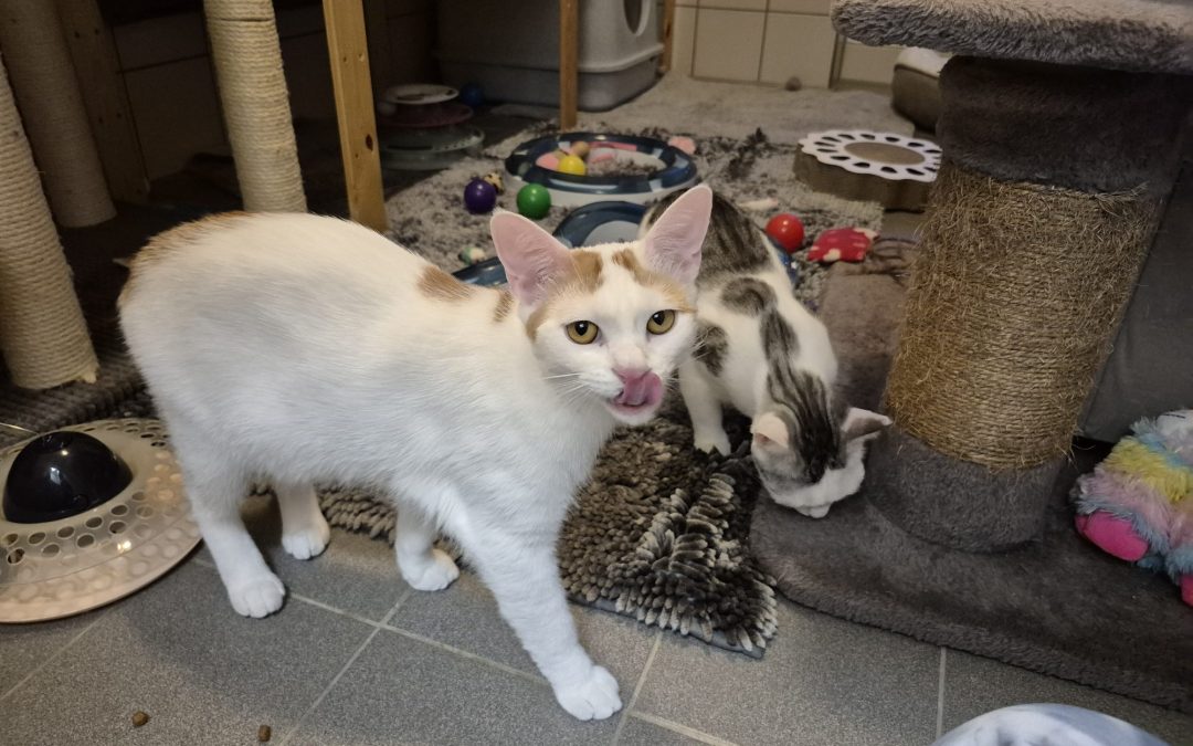 Artemis und Aramis