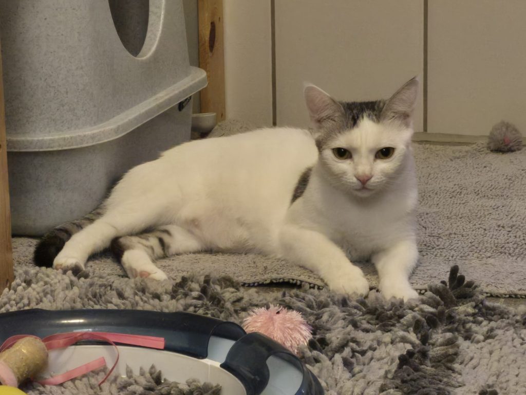 Artemis_0425