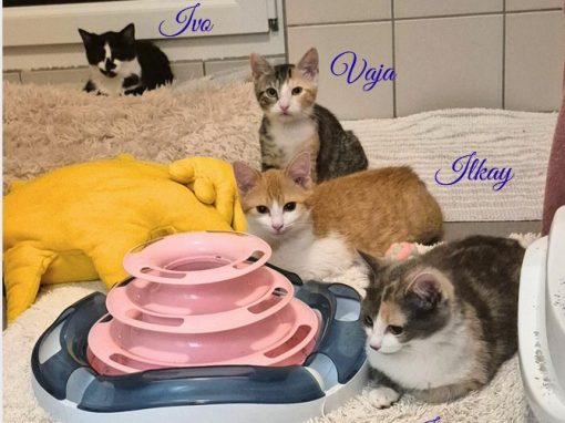 Ivo, Ilkay, India und Vaja