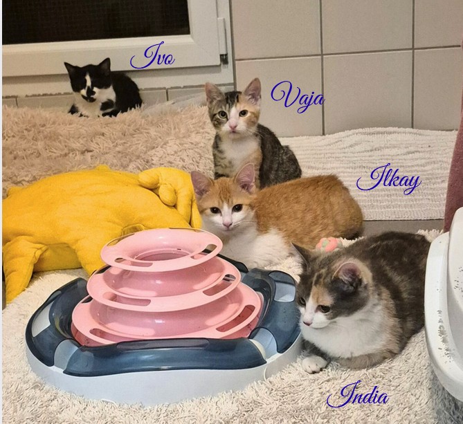Ivo, Ilkay, India und Vaja