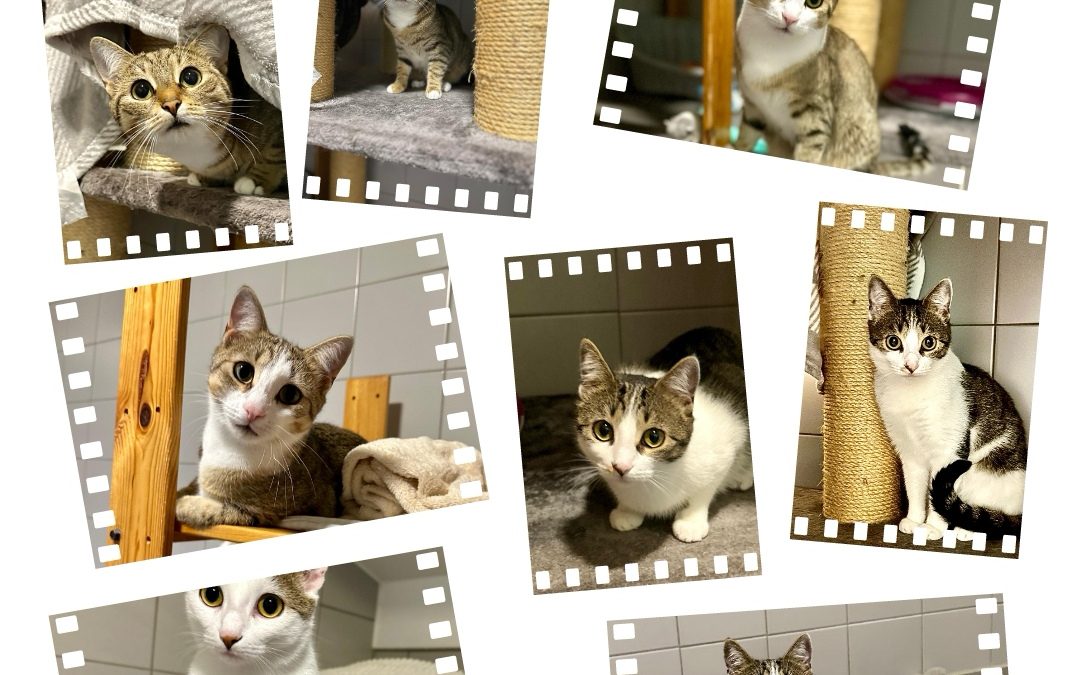 Lindy, Lulu, Lola und La Toya