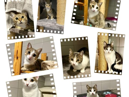Lindy, Lulu, Lola und La Toya