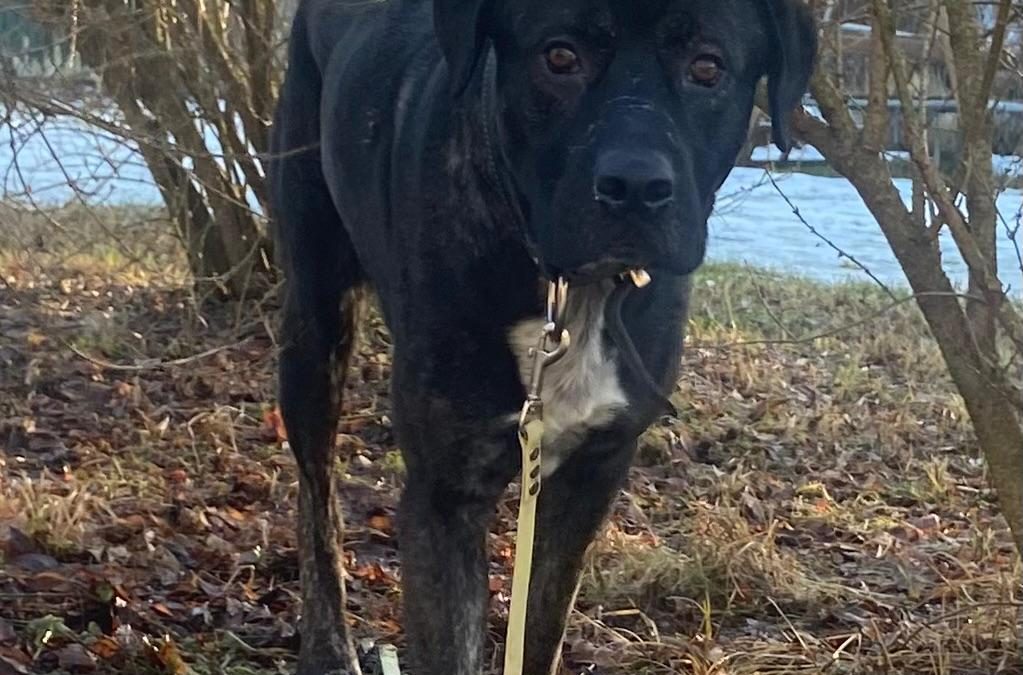 Balu