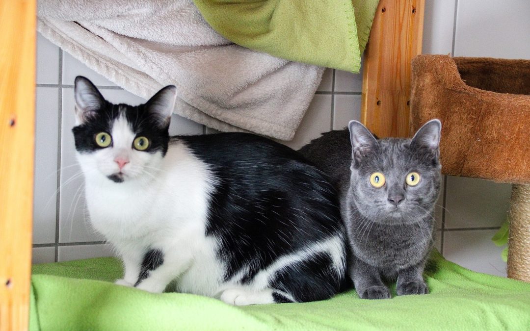 Ina und Ivy