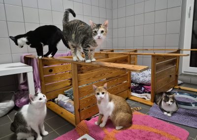 Ivo, Ilkay, India, Vaja und Chelsea