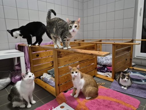 Ivo, Ilkay, India, Vaja und Chelsea