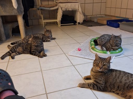 Felix, Sammy, Amor, Charly, Simba, Cookie