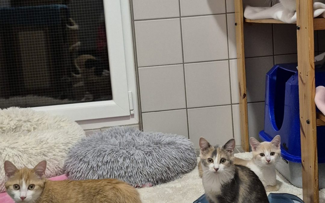 Unsere „M’s“