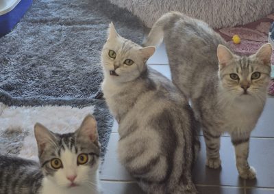 Nala & ihre Kinder