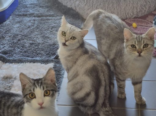 Nala & ihre Kinder