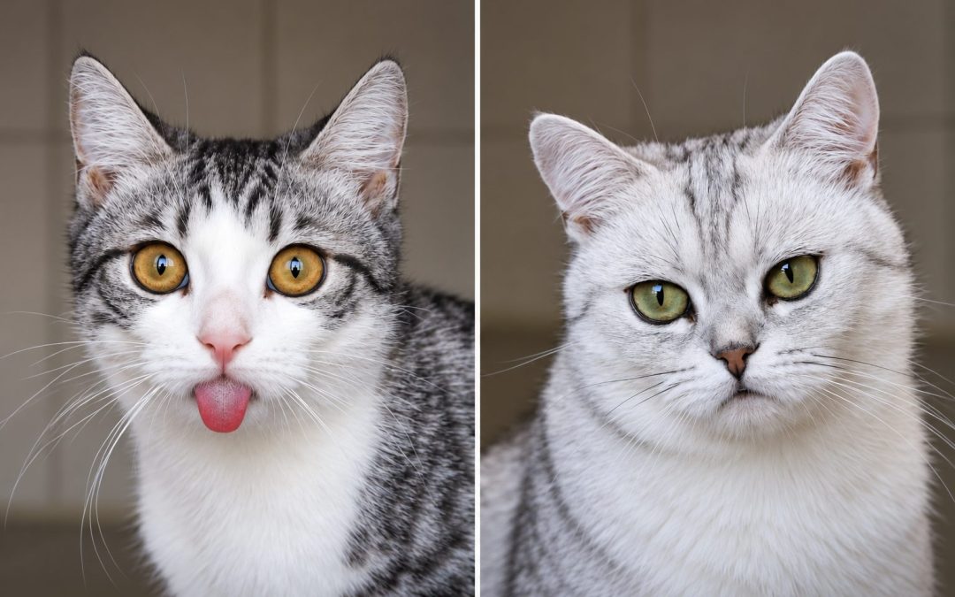 Nala & Nikolai