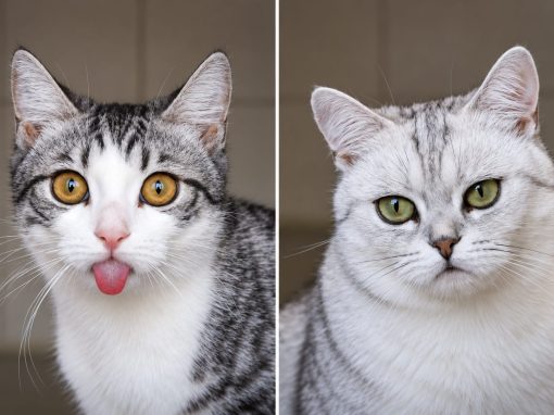 Nala & Nikolai