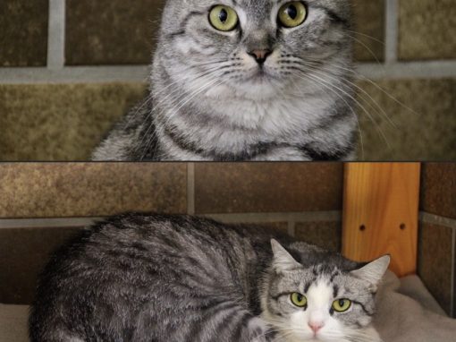 Maxima & Maya