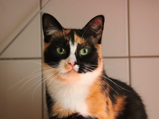 Monja