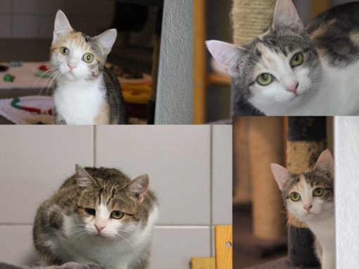 Ronja und ihre Kinder
